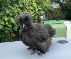 USA silkie cockerels - 3