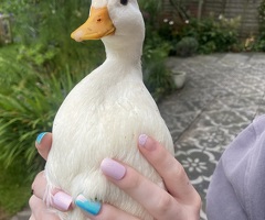 White male miniature call duck