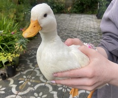 White male miniature call duck - 2