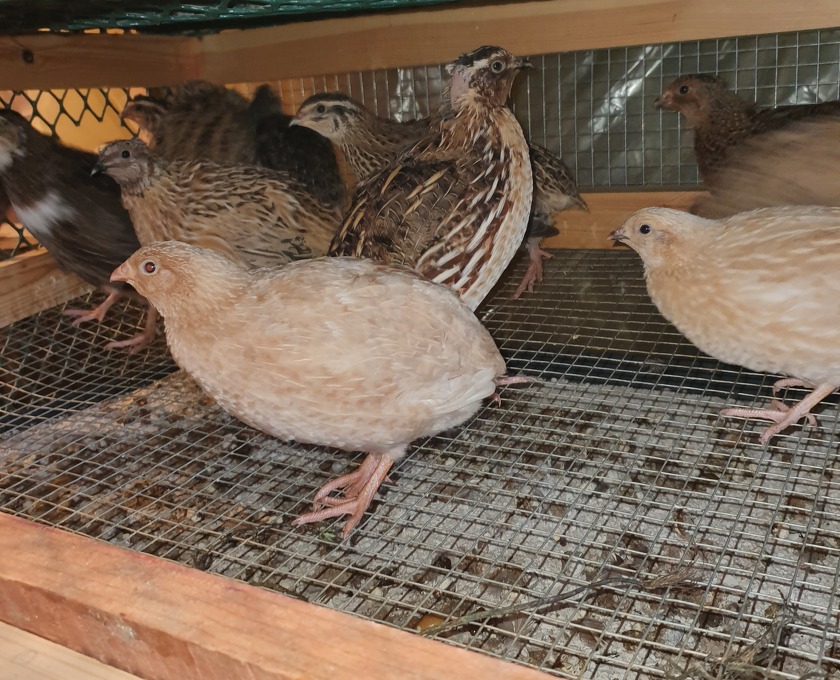 Quails eggs in Birmingham, England Sell Your Poultry