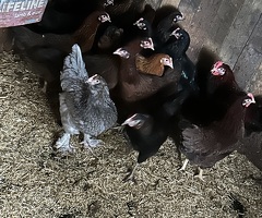 Point of lay hens for sale