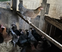 Point of lay hens for sale - 2