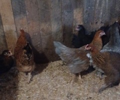 Point of lay hens for sale - 3
