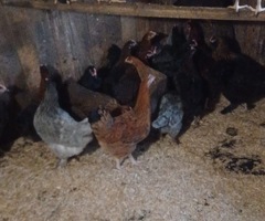 Point of lay hens for sale - 4