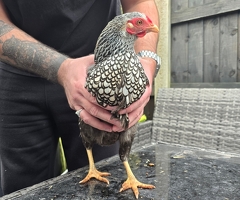 Bantam Hens Available