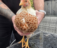 Bantam Hens Available - 2