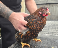 Bantam Hens Available - 3
