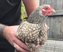 Bantam Hens Available - 4