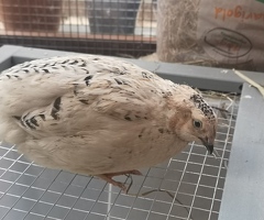 Quail