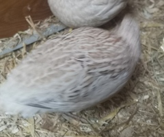 Quail - 2