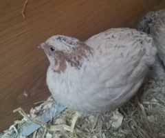 Quail - 3