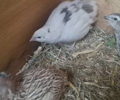 Quail - 4