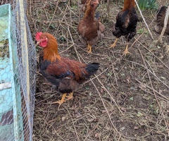 Welsummer