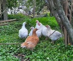 Chickens for the Table - training course - 2