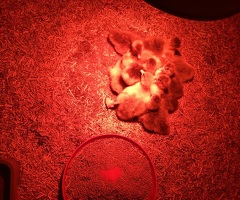 Ebden goslings