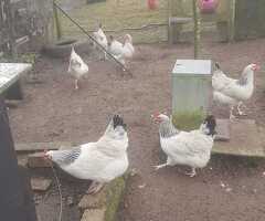36 Light Sussex Fertile Hatching Eggs