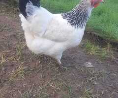 36 Light Sussex Fertile Hatching Eggs - 2
