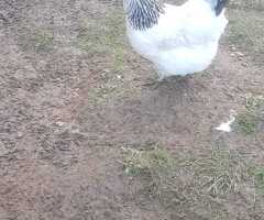 36 Light Sussex Fertile Hatching Eggs - 3