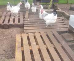 36 Light Sussex Fertile Hatching Eggs - 4