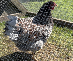 Hatching eggs available 7 breeds