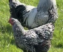 Hatching eggs available 7 breeds - 2