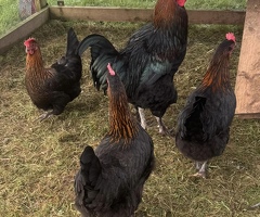 Hatching eggs available 7 breeds - 3
