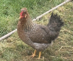 Hatching eggs available 7 breeds - 4