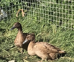 Khaki Campbell hatching eggs