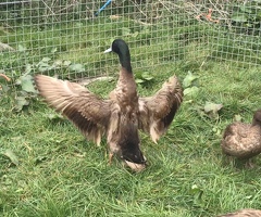Khaki Campbell hatching eggs - 2