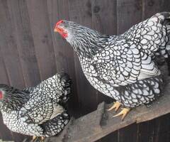 Silver Laced Wyandotte Bantam hatching eggs