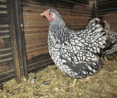 Silver Laced Wyandotte Bantam hatching eggs - 2