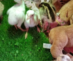 Greater Rhea white and Grey Hatching Eggs