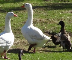 Embden Goose Hatching eggs