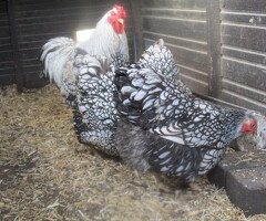 Silver Laced Wyandotte Bantam hatching eggs - 3