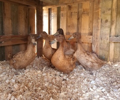 Khaki Campbell hatching eggs - 3