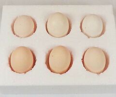 Mixed Breed Bantam hatching eggs x6