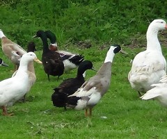 Mixed Breed Large Duck hatching eggs x6