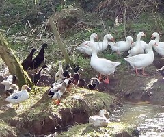 Mixed Breed Large Duck hatching eggs x6 - 2