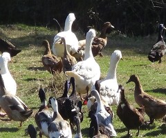 Mixed Breed Large Duck hatching eggs x6 - 3