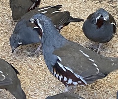 Mountain quail hatching eggs x6