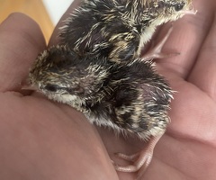 Mountain quail hatching eggs x6 - 3