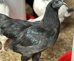 Ayam Cemani - perfect birds - from one day old