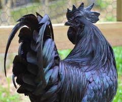 Ayam Cemani - perfect birds - from one day old - 2