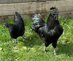 Ayam Cemani - perfect birds - from one day old - 3