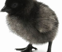 Ayam Cemani - perfect birds - from one day old - 4