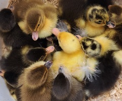 Indian runner duck hatching eggs
