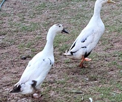 Indian runner duck hatching eggs - 2