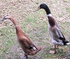 Indian runner duck hatching eggs - 3