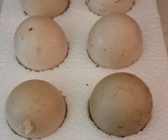 Indian runner duck hatching eggs - 4