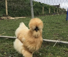 2026 Bearded silkie hatching eggs available
